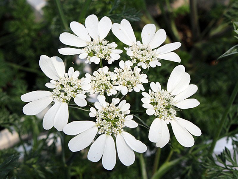オルラヤ ホワイトレースの販売 白いレース 繊細で美しい花の通販。