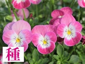 オリジナルビオラ パンジーの種 見元園芸 オリジナルビオラ パンジーの種 販売 オリジナルビオラ パンジーの種 見元園芸 オリジナルビオラ パンジーの種 販売