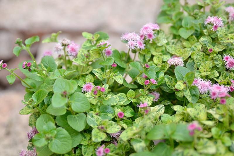 花苗販売 アゲラタム ライムミスト 通販 優しく淡いピンクの花でアゲラタムの斑入り品種 花苗販売 アゲラタム ライムミスト 通販 優しく淡いピンクの花でアゲラタムの斑入り品種