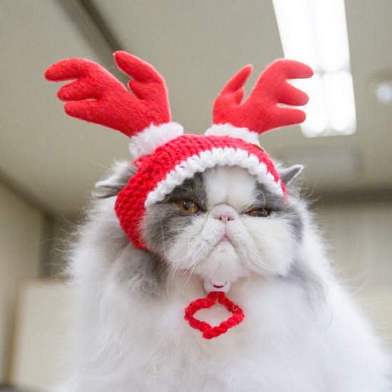 トナカイの被り物 角がピンと立つ クリスマス パーティーに 送料無料 猫用品のkocka コシュカ おしゃれな猫ベッドや猫雑貨など猫用品の専門店