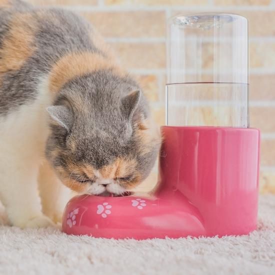 日本製 いつでも美しく いつでも新鮮なお水 ウォーターブーツ 水飲み器 猫用品のkocka コシュカ おしゃれな猫ベッドや猫雑貨など猫 用品の専門店