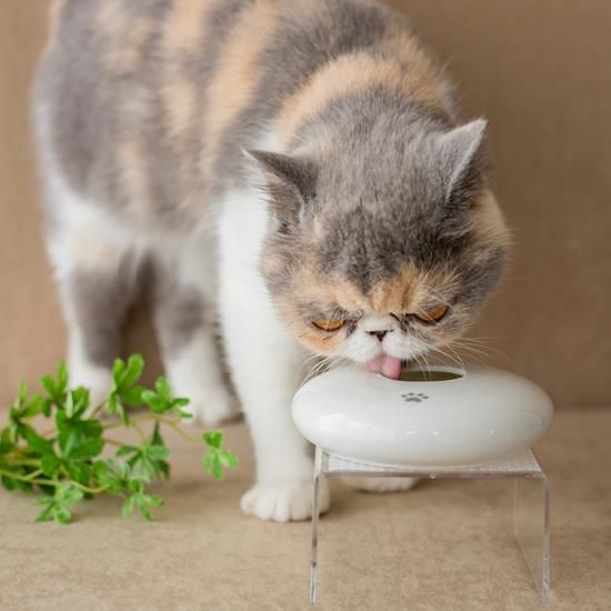 日本製 いつでも美しく ウォーターポッド 水飲み器 猫用品のkocka コシュカ おしゃれな猫ベッドや猫雑貨など猫用品の専門店 日本製 いつでも美しく ウォーターポッド 水飲み器 猫用品のkocka コシュカ おしゃれな猫ベッドや猫雑貨など猫用品の専門店