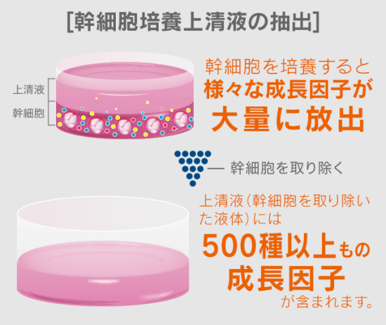 TERASTEM(テラステム)セラム クリーム 30g【ter004】 - 髪師 TERASTEM(テラステム)セラム クリーム 30g【ter004】 - 髪師