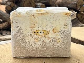 菌糸ビンのBREED（ブリード）菌糸瓶 販売