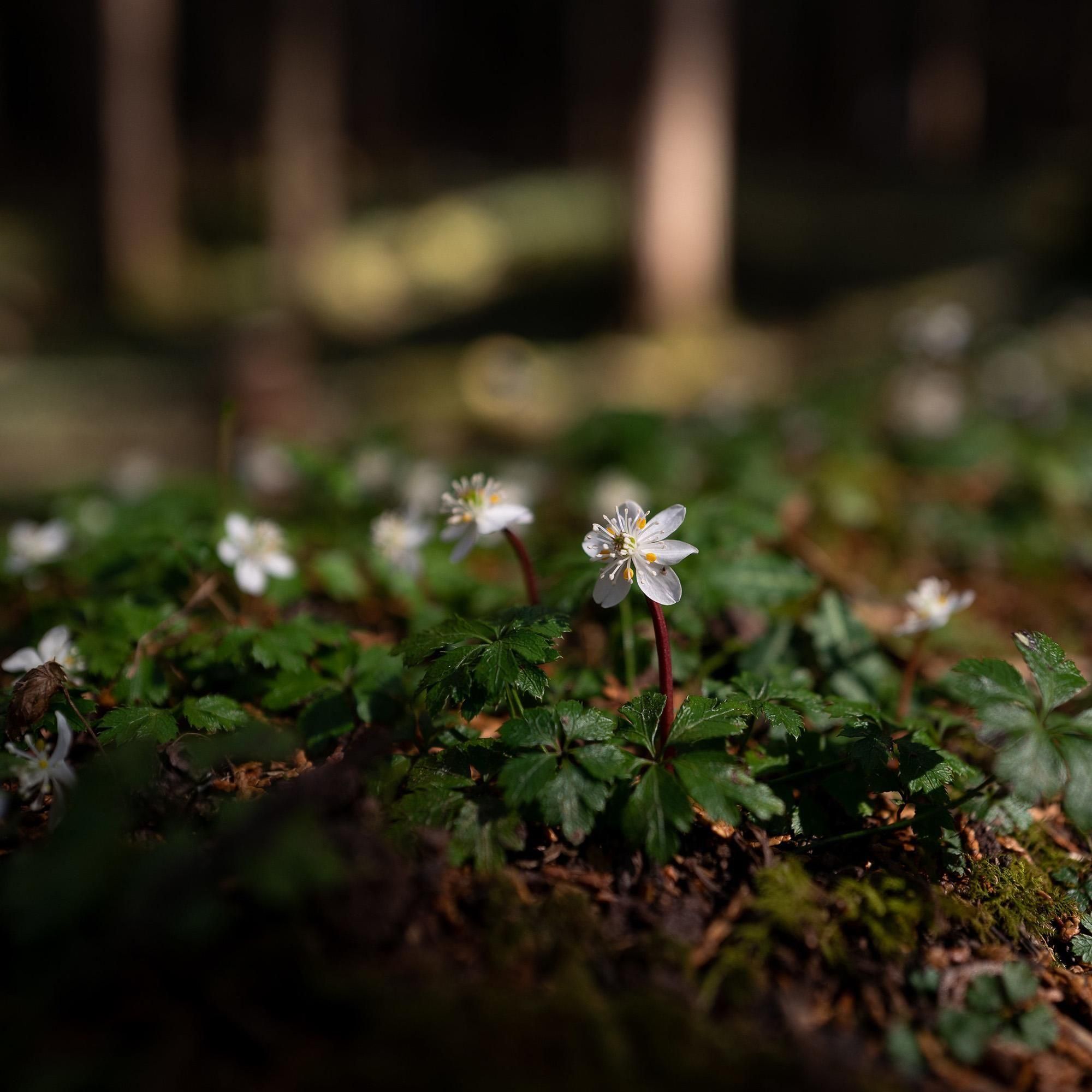 オリジナルタンブラー「バイカオウレン」