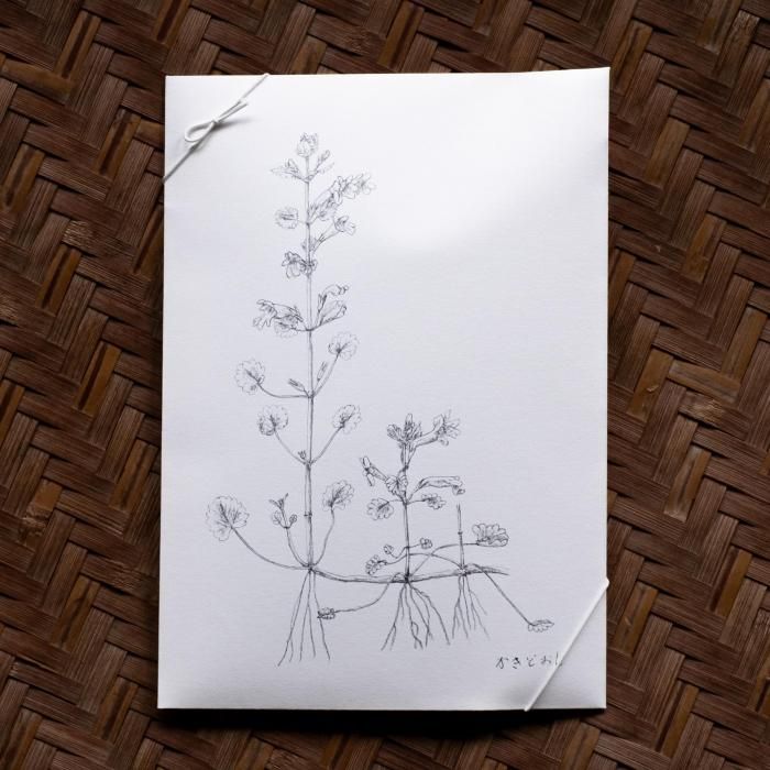 <img class='new_mark_img1' src='https://img.shop-pro.jp/img/new/icons6.gif' style='border:none;display:inline;margin:0px;padding:0px;width:auto;' />Ŧ֤ɤ
