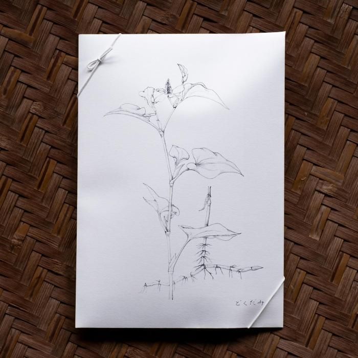 <img class='new_mark_img1' src='https://img.shop-pro.jp/img/new/icons6.gif' style='border:none;display:inline;margin:0px;padding:0px;width:auto;' />Ŧ֤ɤߡ