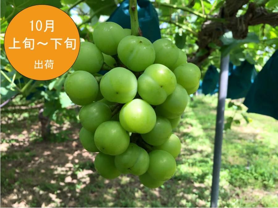 Issei瀬戸ジャイアンツ２キロ 瀬戸ジャイアンツ 2kg箱 - くろせ農園