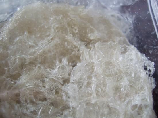 燕の巣 燕の巣