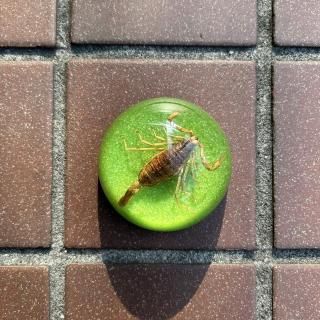 REAL BUGSCORPION DOME PAPERWEIGHT