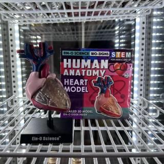 ��HUMAN ANA TOMY��HEART MODEL