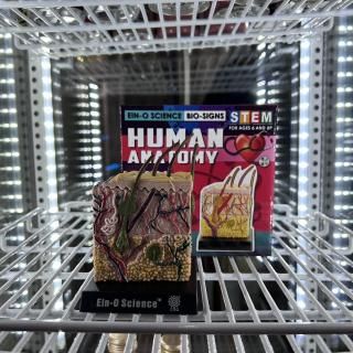 ��HUMAN ANA TOMY��SKIN MODEL