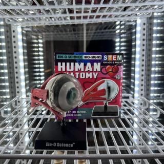 ��HUMAN ANA TOMY��EYE MODEL