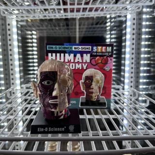 ��HUMAN ANA TOMY��BRAIN AND SKULL MODEL