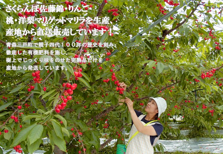 さくらんぼ佐藤錦・りんご・桃・洋梨マリゲットマリラを生産、産地から直送販売しています！青森三戸町で親子四代１００年の歴史を刻み、徹底した有機肥料を施し、樹上でじっくり味をのせた完熟品だけを産地から発送しています。
