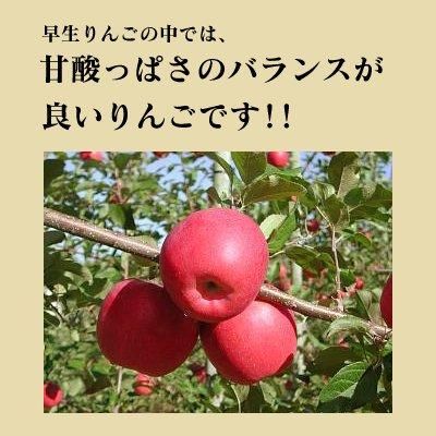特選＞シナノスイート約10kg約32-36個L～LL玉（モールドパック詰