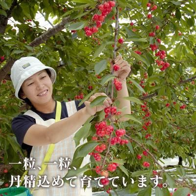 やまさん農園 佐藤錦贈答用化粧箱入約1kgLL玉